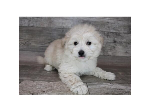 Poodle/American Eskimo-DOG-Female-Cream-12370-Petland Henderson, Nevada