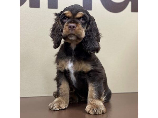 Cocker Spaniel-DOG-Male-Brown and Tan-12369-Petland Henderson, Nevada