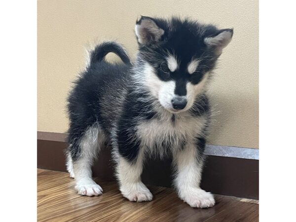 Alaskan Malamute DOG Female Black and White 12366 Petland Henderson, Nevada