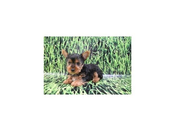 Yorkshire Terrier DOG Male Black and Tan 12374 Petland Henderson, Nevada