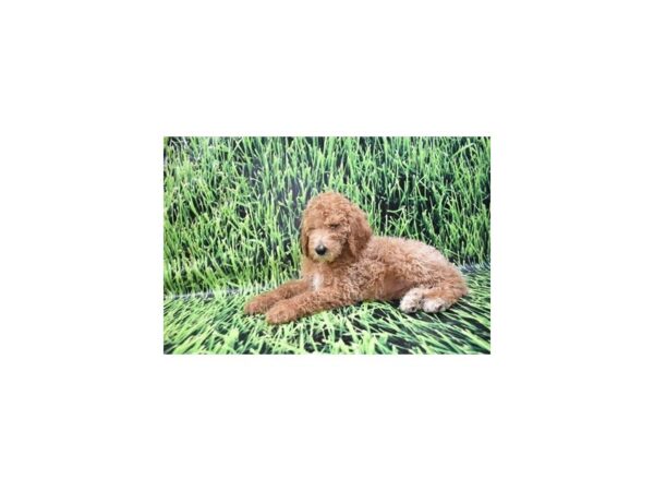 Standard Poodle-DOG-Female-Red-12375-Petland Henderson, Nevada