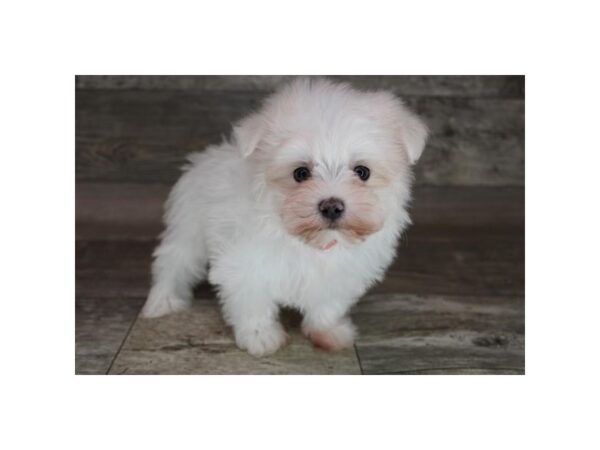 Maltese DOG Female White 12372 Petland Henderson, Nevada