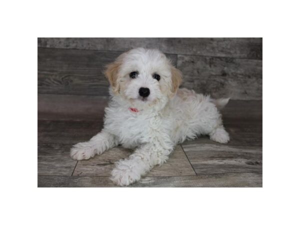 Goldendoodle Mini-DOG-Male-Golden-12373-Petland Henderson, Nevada