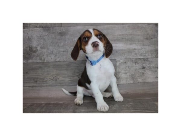 Beagle DOG Male Chocolate White Tan 12371 Petland Henderson, Nevada