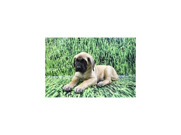 English Mastiff-DOG-Male-Fawn-12379-Petland Henderson, Nevada