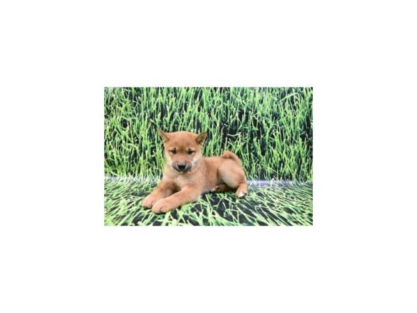 Shiba Inu DOG Female Red 12378 Petland Henderson, Nevada