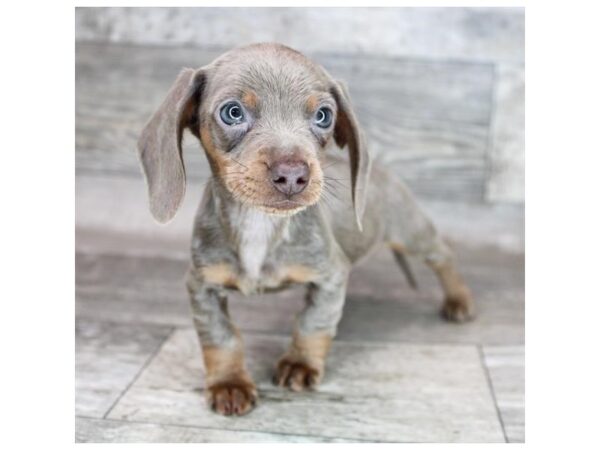 Dachshund DOG Female Fawn (Isabella) / Tan 12376 Petland Henderson, Nevada