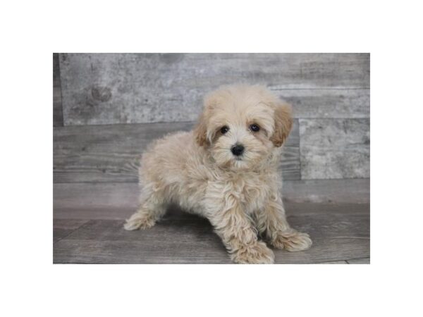 Maltipoo DOG Male Apricot 12383 Petland Henderson, Nevada