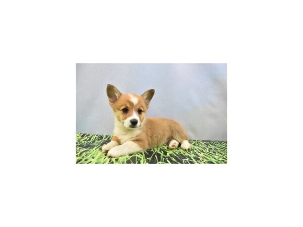 Pembroke Welsh Corgi DOG Male Red 12391 Petland Henderson, Nevada