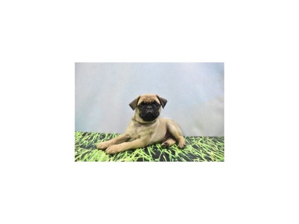 Pug DOG Male Fawn 12392 Petland Henderson, Nevada