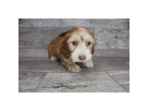 Dachshund DOG Female Red 12385 Petland Henderson, Nevada