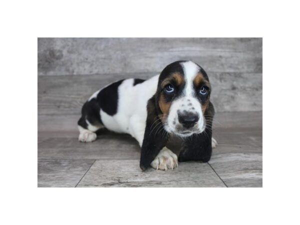 Basset Hound DOG Female Black White / Tan 12384 Petland Henderson, Nevada