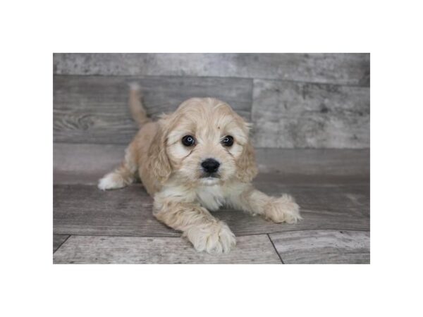 Cavachon DOG Male Apricot 12386 Petland Henderson, Nevada