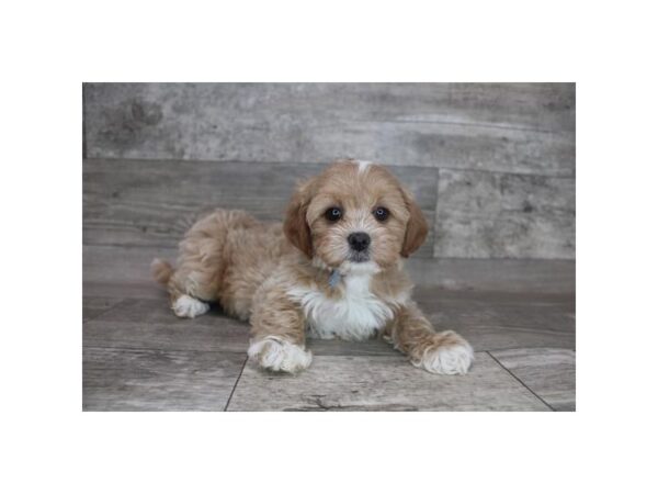 ShizaPoo-DOG-Female-Apricot-12387-Petland Henderson, Nevada