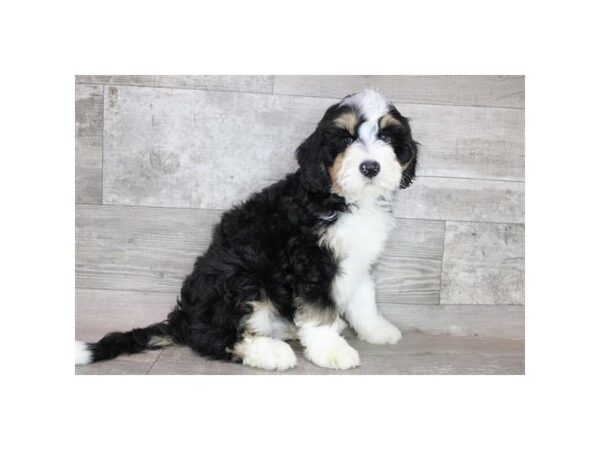 Bernedoodle Mini-DOG-Male-Black White / Tan-12389-Petland Henderson, Nevada