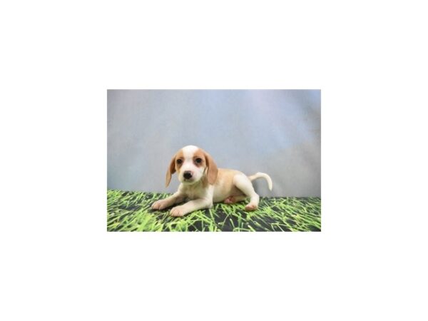 Beagle-DOG-Female-Lemon and White-12399-Petland Henderson, Nevada