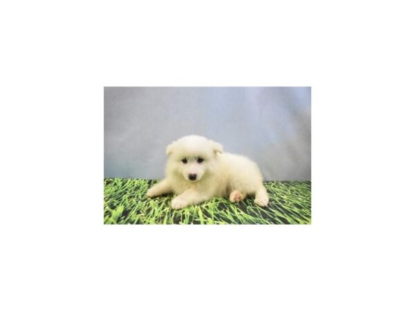 American Eskimo DOG Male White 12398 Petland Henderson, Nevada