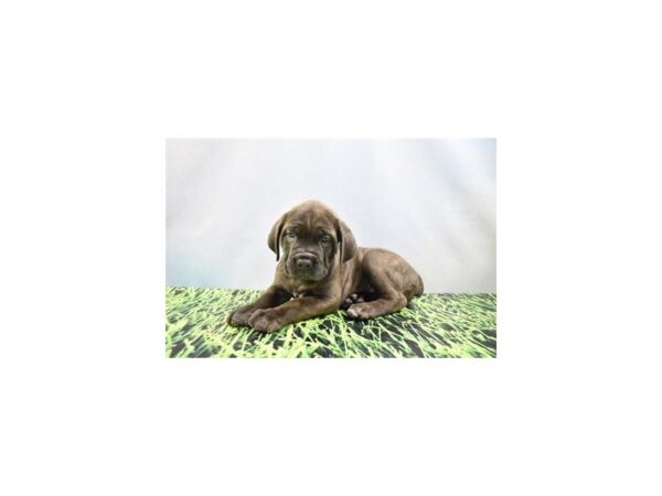 Cane Corso DOG Female Grey 12400 Petland Henderson, Nevada