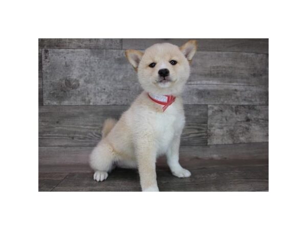 Shiba Inu DOG Female Cream 12396 Petland Henderson, Nevada