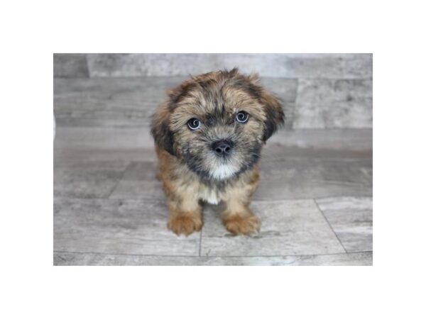 Shorkie-DOG-Male-Red Sable-12397-Petland Henderson, Nevada