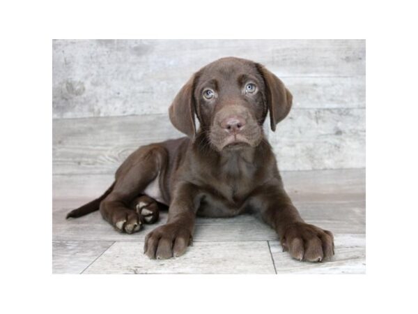 Labrador Retriever DOG Female Chocolate 12395 Petland Henderson, Nevada