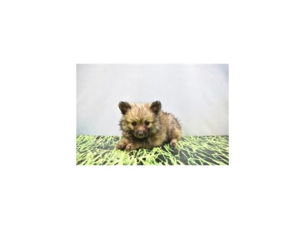 Pomeranian-DOG-Female-Sable-12402-Petland Henderson, Nevada