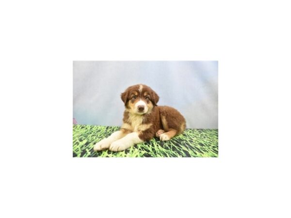 Australian Shepherd DOG Male Red 12401 Petland Henderson, Nevada