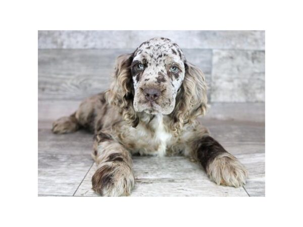 Cocker Spaniel-DOG-Female-Brown-12404-Petland Henderson, Nevada