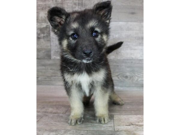 German Shepherd Dog DOG Male Black / Tan 12407 Petland Henderson, Nevada