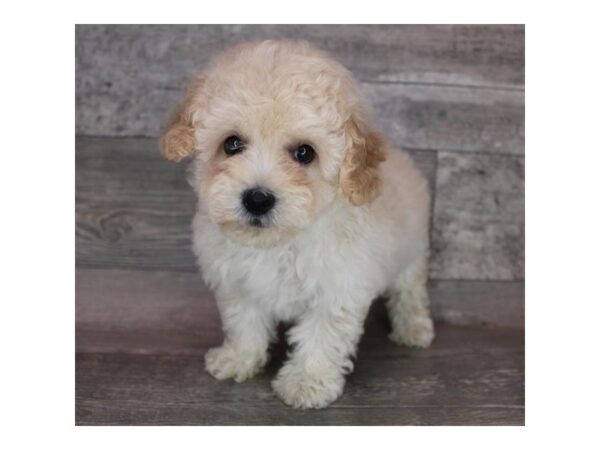 Yorkiepoo DOG Female Cream 12408 Petland Henderson, Nevada