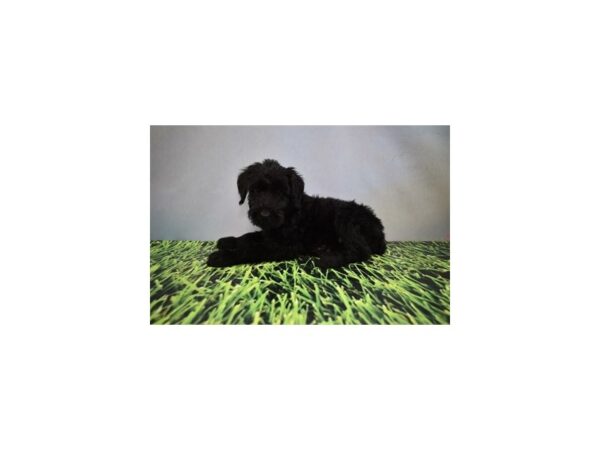 Giant Schnauzer DOG Male Black 12419 Petland Henderson, Nevada