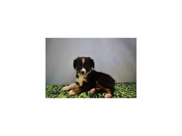 Toy Australian Shepherd DOG Male Black Brown and White 12420 Petland Henderson, Nevada