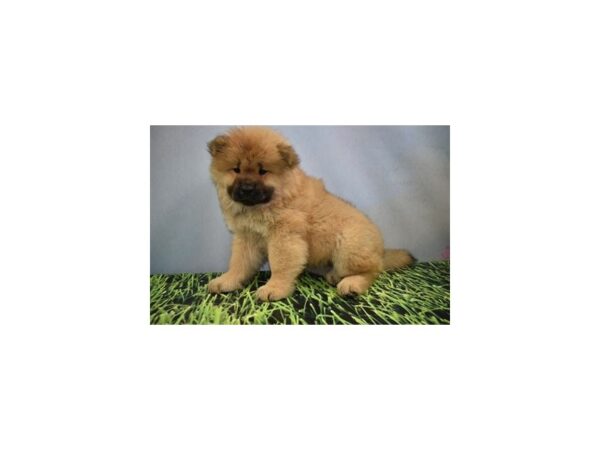 Chow Chow-DOG-Female-Cinnamon-12418-Petland Henderson, Nevada