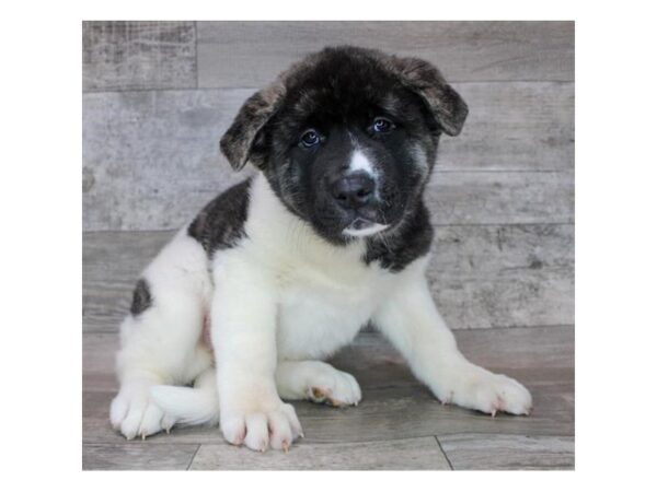 Akita DOG Female Fawn Brindle 12416 Petland Henderson, Nevada