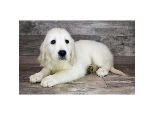 Golden Retriever DOG Female Light Golden 12409 Petland Henderson, Nevada