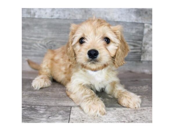 Cavachon-DOG-Female-Apricot-12417-Petland Henderson, Nevada