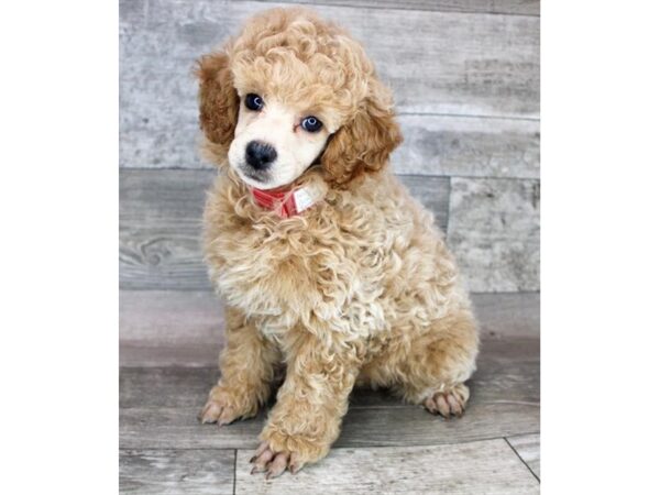 Poodle DOG Female Apricot 12412 Petland Henderson, Nevada