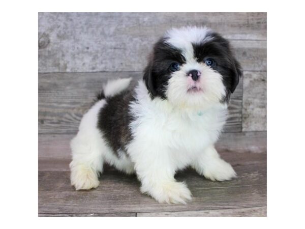 Shih Tzu DOG Male Black / White 12413 Petland Henderson, Nevada