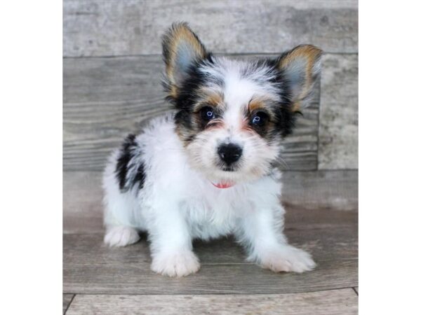 Yorkshire Terrier DOG Female Black Tan / White 12414 Petland Henderson, Nevada