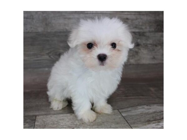 Maltese DOG Male White 12410 Petland Henderson, Nevada