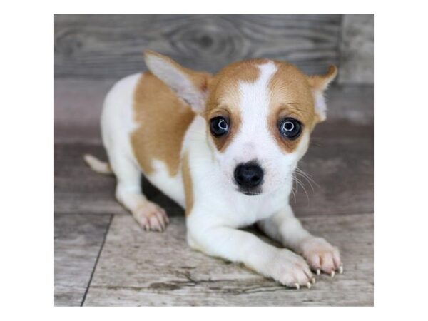 Chihuahua-DOG-Female-Red-12415-Petland Henderson, Nevada