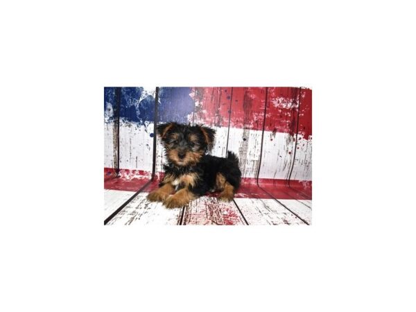 Yorkshire Terrier DOG Male Black and Gold 12427 Petland Henderson, Nevada