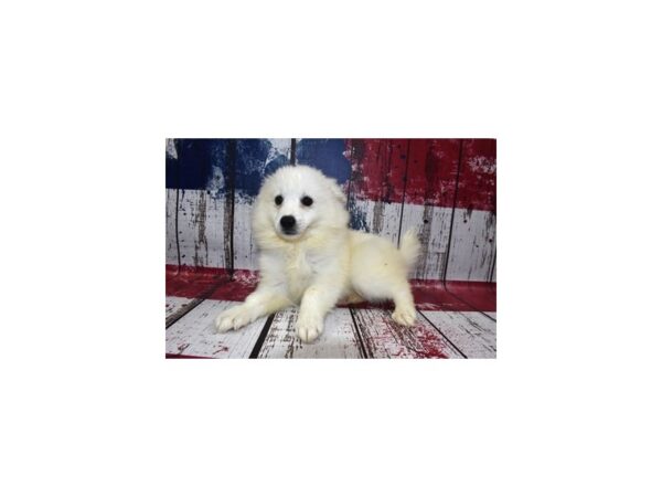 American Eskimo DOG Female White 12424 Petland Henderson, Nevada