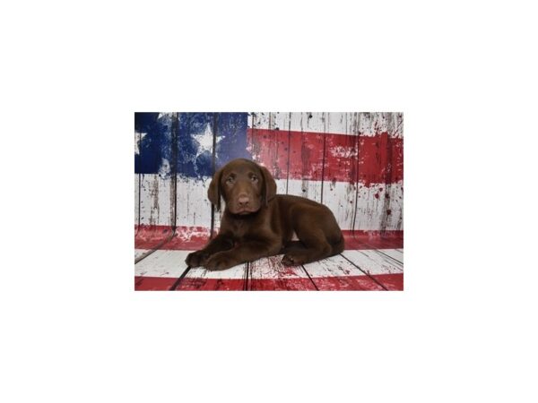 Labrador Retriever DOG Male Chocolate 12426 Petland Henderson, Nevada