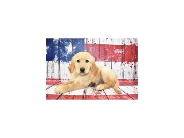 Golden Retriever DOG Female Golden 12425 Petland Henderson, Nevada