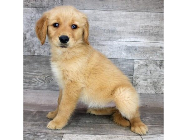 Golden Retriever DOG Female Golden 12421 Petland Henderson, Nevada