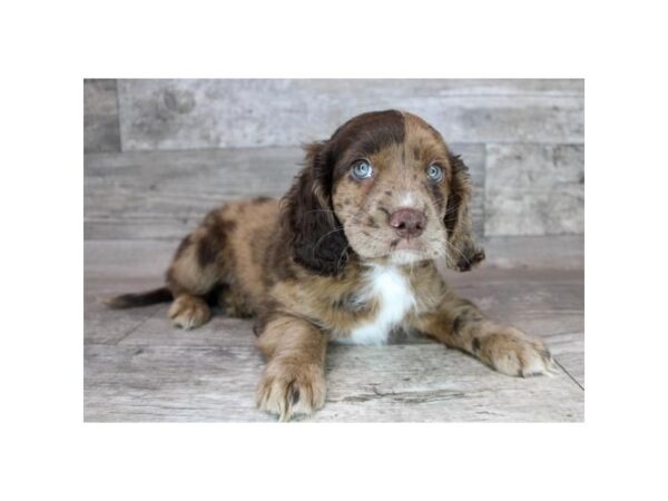 Petite Goldendoodle-DOG-Male-Chocolate Merle-12423-Petland Henderson, Nevada