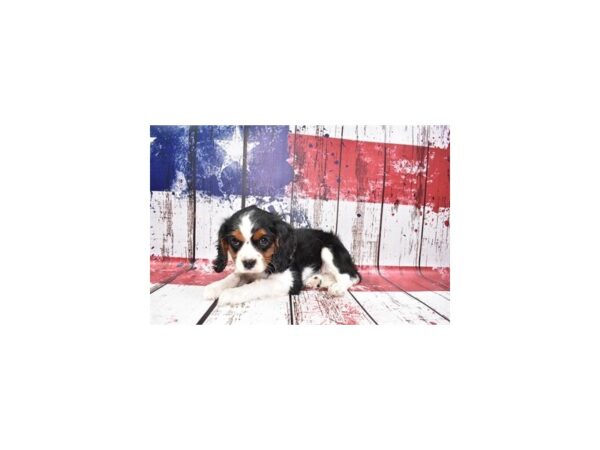 Cavalier King Charles Spaniel DOG Female Black and White 12435 Petland Henderson, Nevada