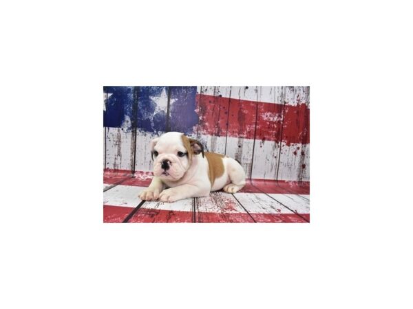 English Bulldog DOG Male Red and White 12434 Petland Henderson, Nevada