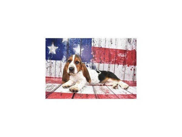 Basset Hound-DOG-Male-Black White and Tan-12433-Petland Henderson, Nevada